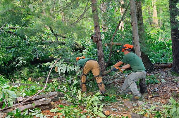 Best Residential Tree Removal  in Hydesville, CA